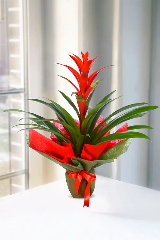 Saksıda Canlı Guzmanya Çiçeği