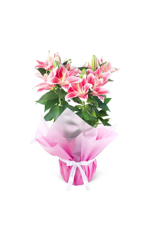 Saksıda Canlı Lilyum