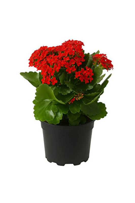 Saksıda Kalonchoe (kalanşo) Çiçeği