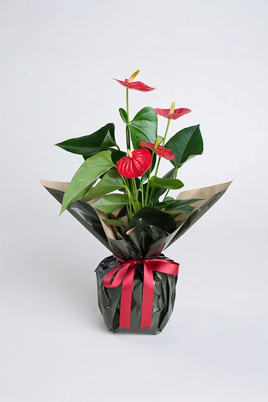 Salon Bitkisi Antoryum