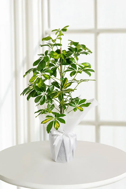 Salon Bitkisi Şeflera