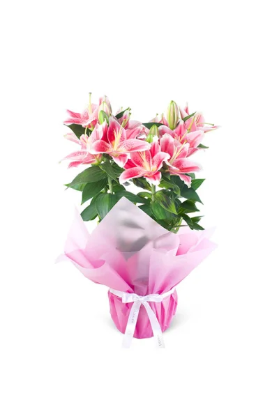 Saksıda Canlı Lilyum