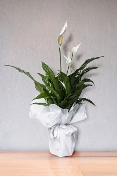 Salon Bitkisi Spatifilyum