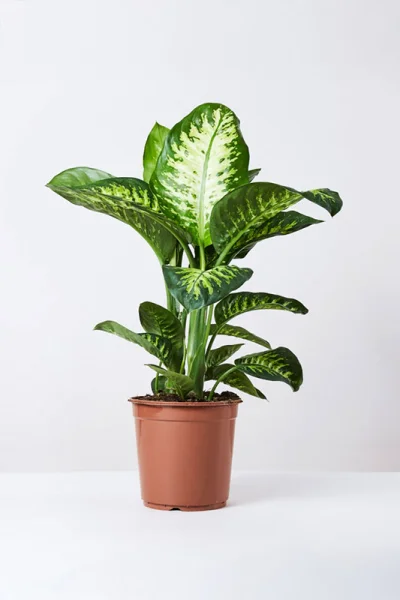 Salon Bitkisi Tropik